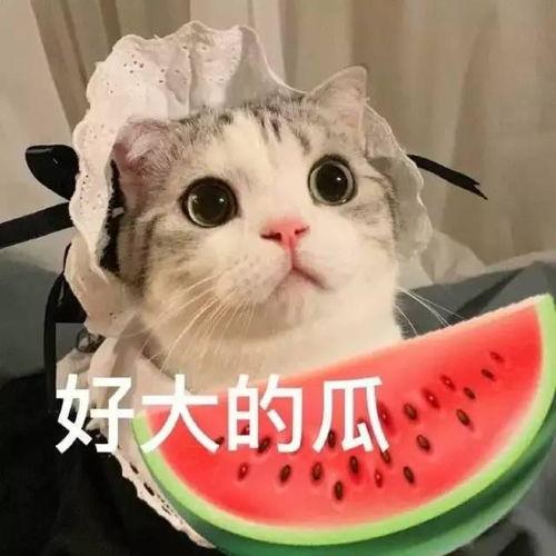 娱乐吃瓜君和罗小猫,揭秘娱乐圈背后的趣味故事  第3张