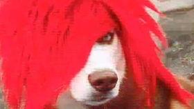 二傻吃瓜视频免费观看下载,免费观看与下载，畅享欢乐时光  第3张